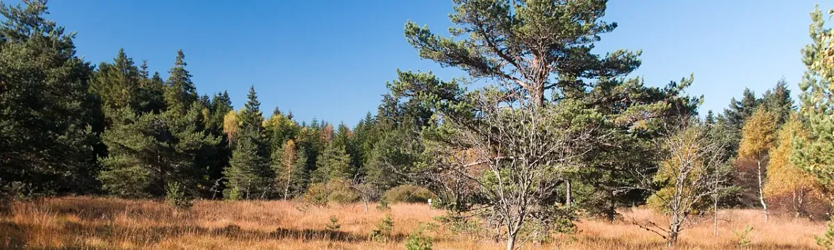 La tourbiere de Gimel, Loire
