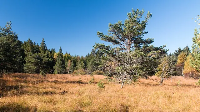 La tourbiere de Gimel, Loire